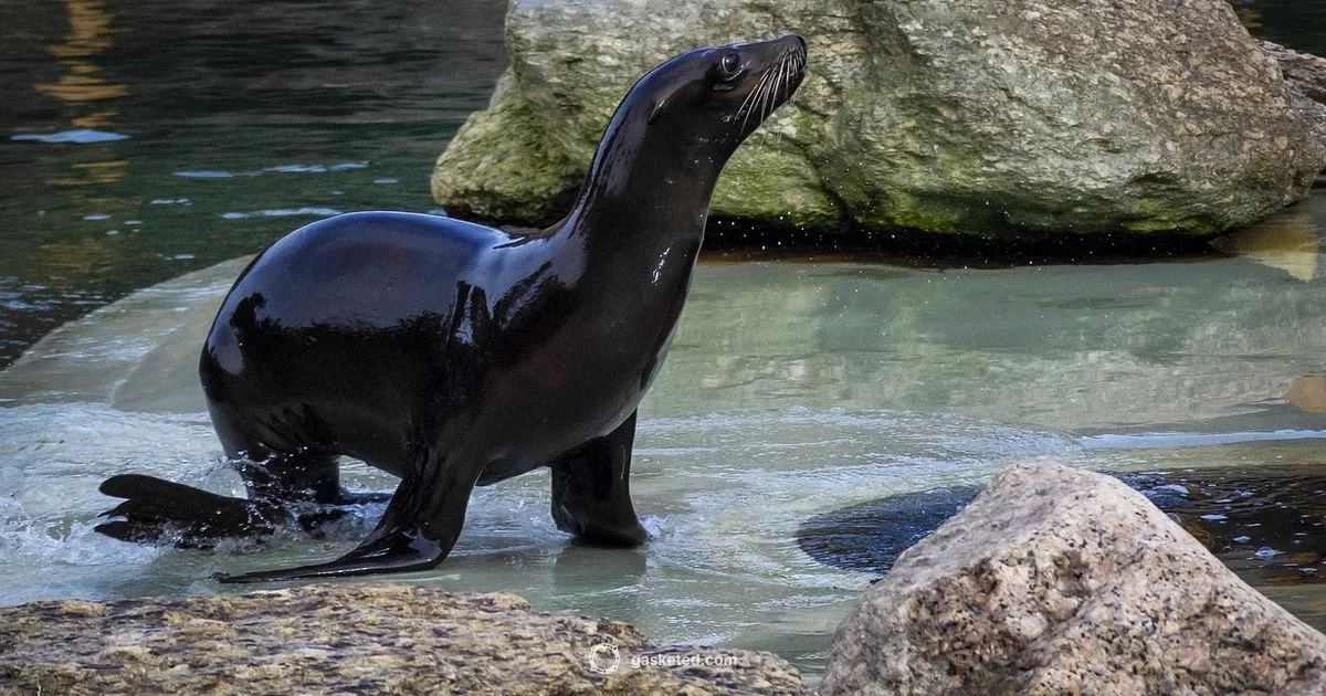 K-Seal Guide K-Seal Guide - Gasketed