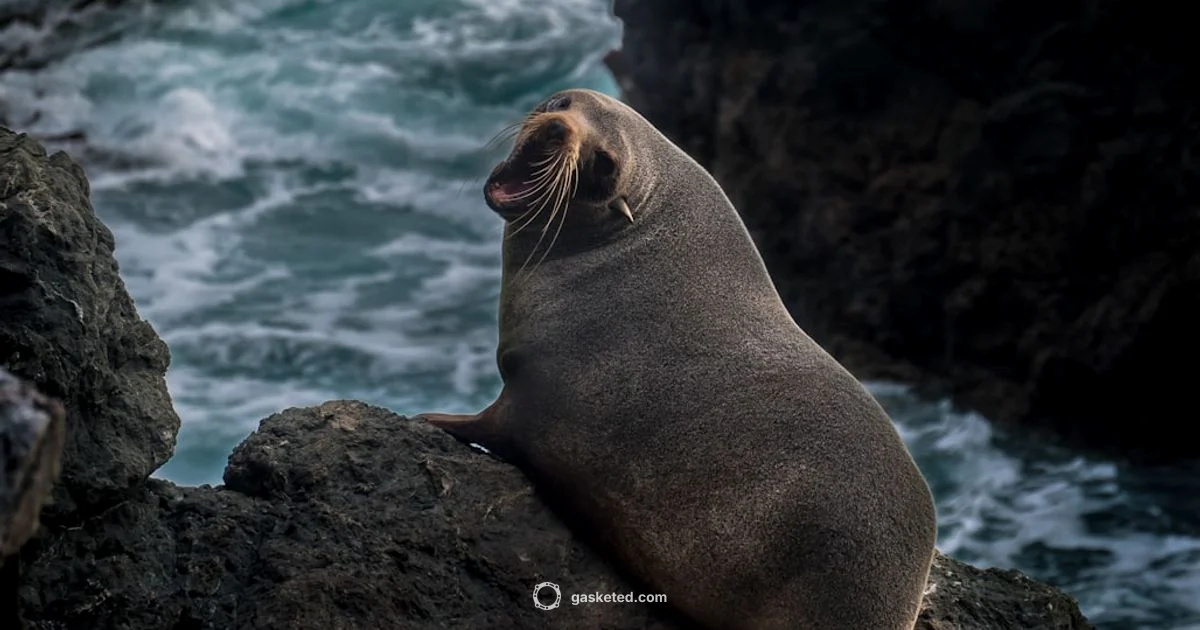 Door Gasket Guide - Gasketed