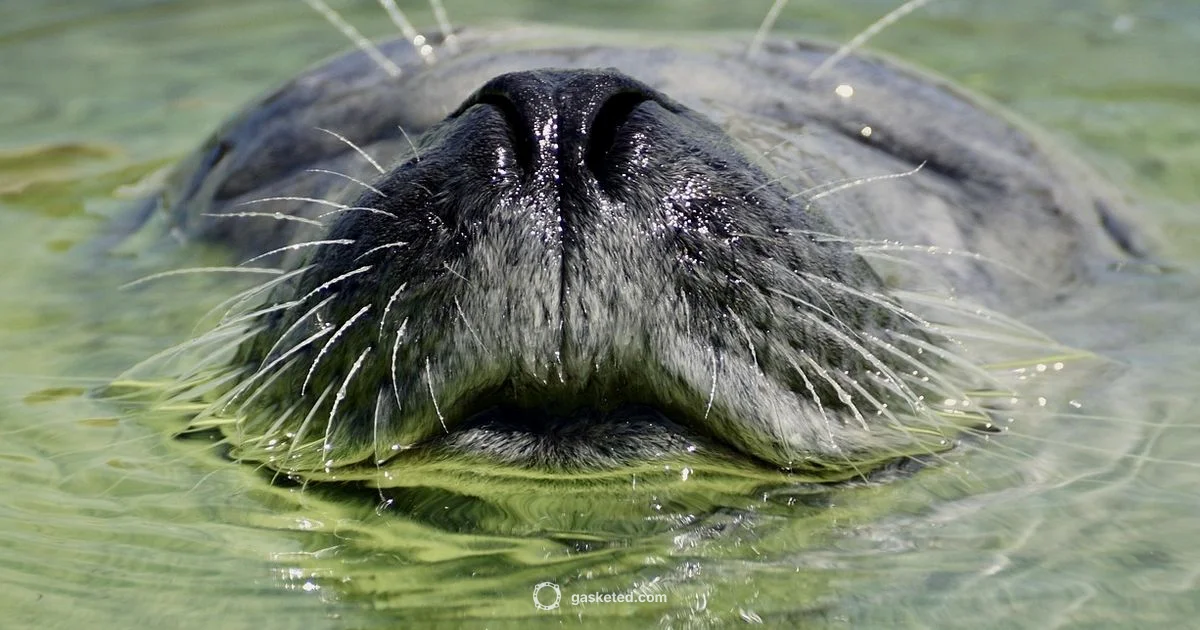 Bluewater Gasket Expertise - Gasketed