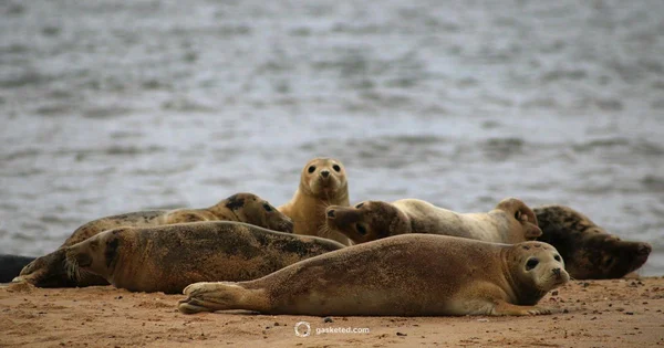 Seal Coating Basics - Gasketed