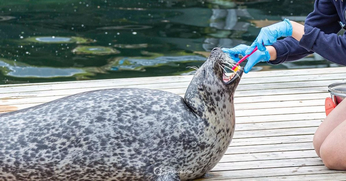 Seal Teeth Guide - Gasketed