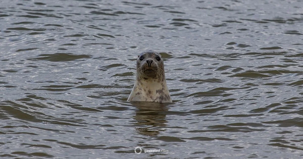 Seal Diet Guide - Gasketed
