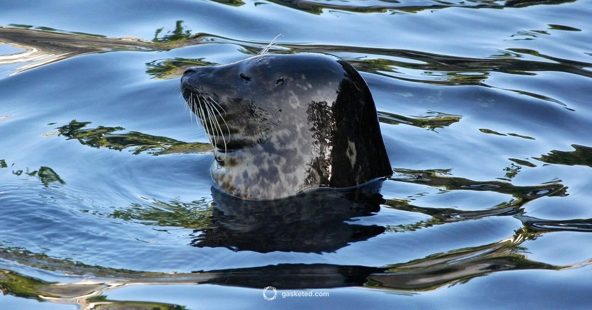 Do Seals Have Gills Do Seals Have Gills - Gasketed