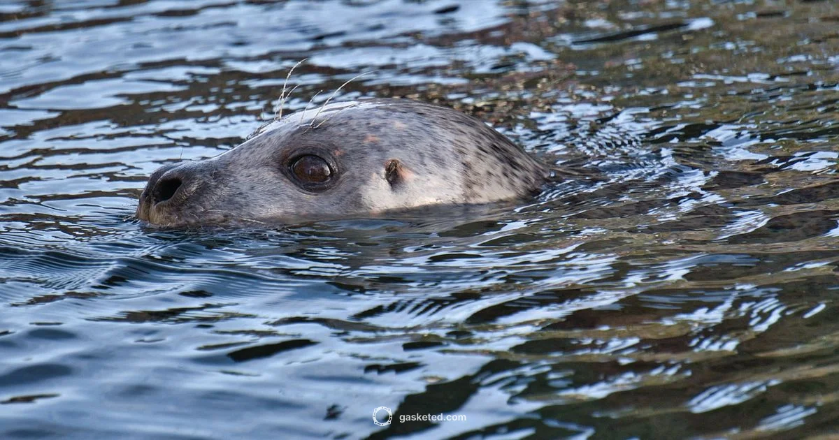 Seal Breath Hold - Gasketed