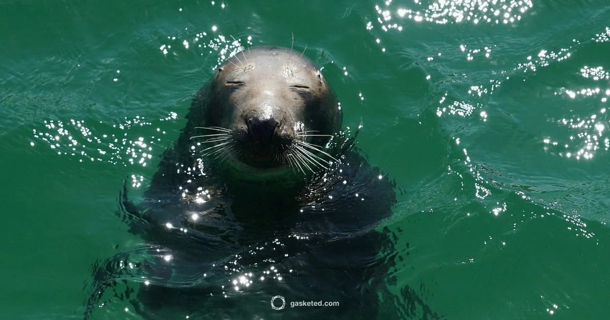 Underwater Seal Durability - Gasketed