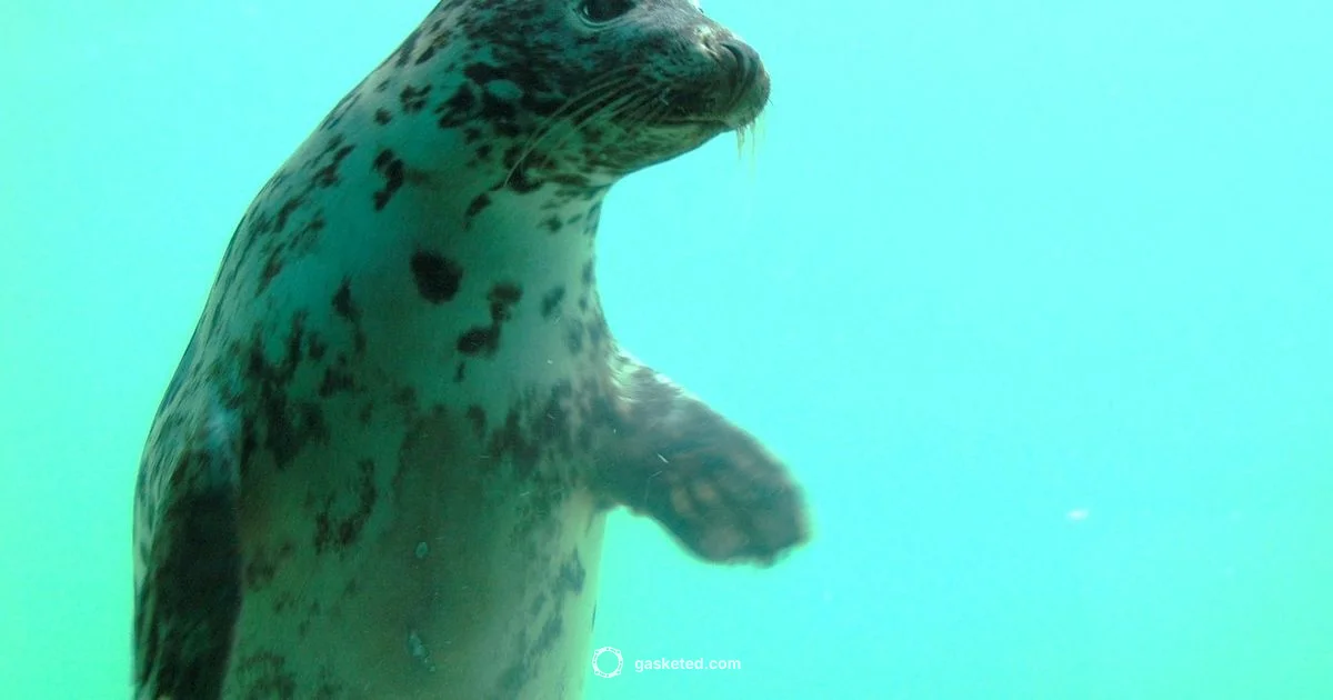 Seal Pet Guide Seal Pet Guide - Gasketed