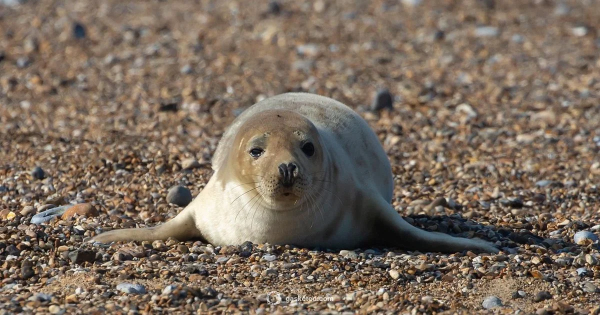 Seal Sleep - Gasketed