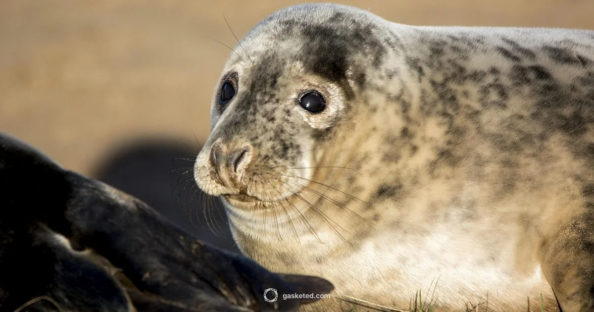 Gasket Basics Gasket Basics - Gasketed