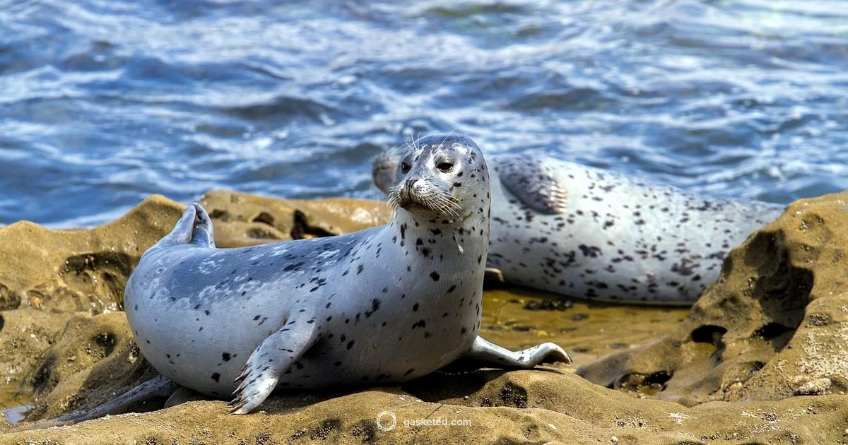 O Ring Seal - Gasketed