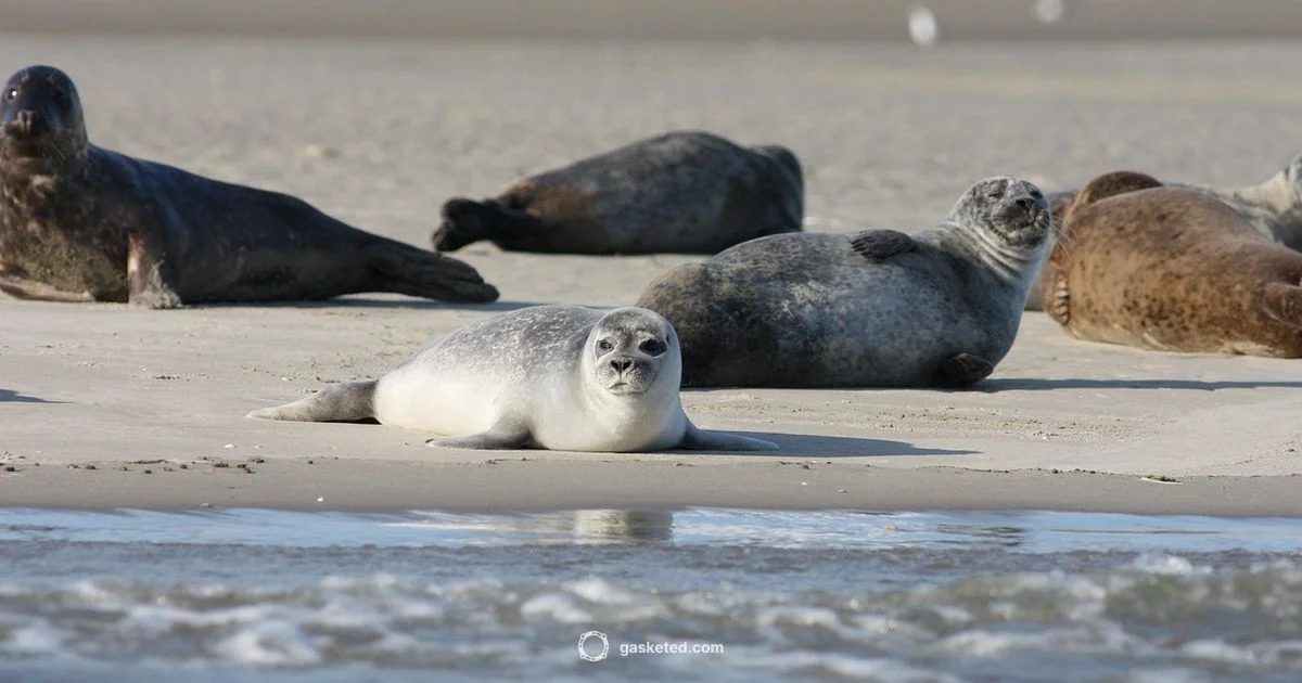 Seal Bone Basics - Gasketed