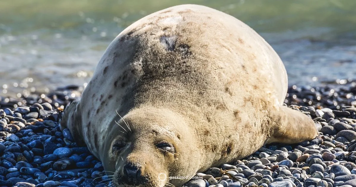 Seal Habitat - Gasketed