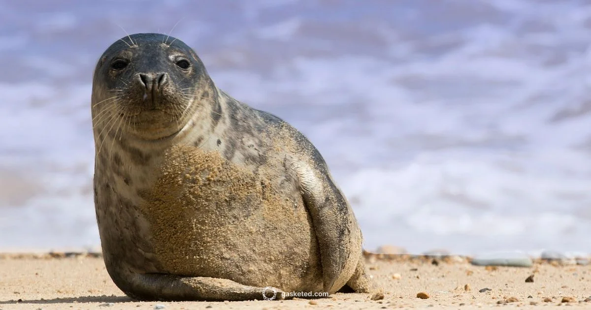 Seal Tail Basics Seal Tail Basics - Gasketed