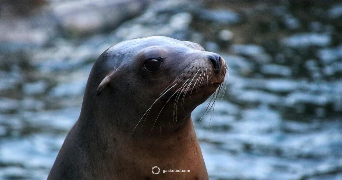 Seal vs Sea Lion Seal vs Sea Lion - Gasketed