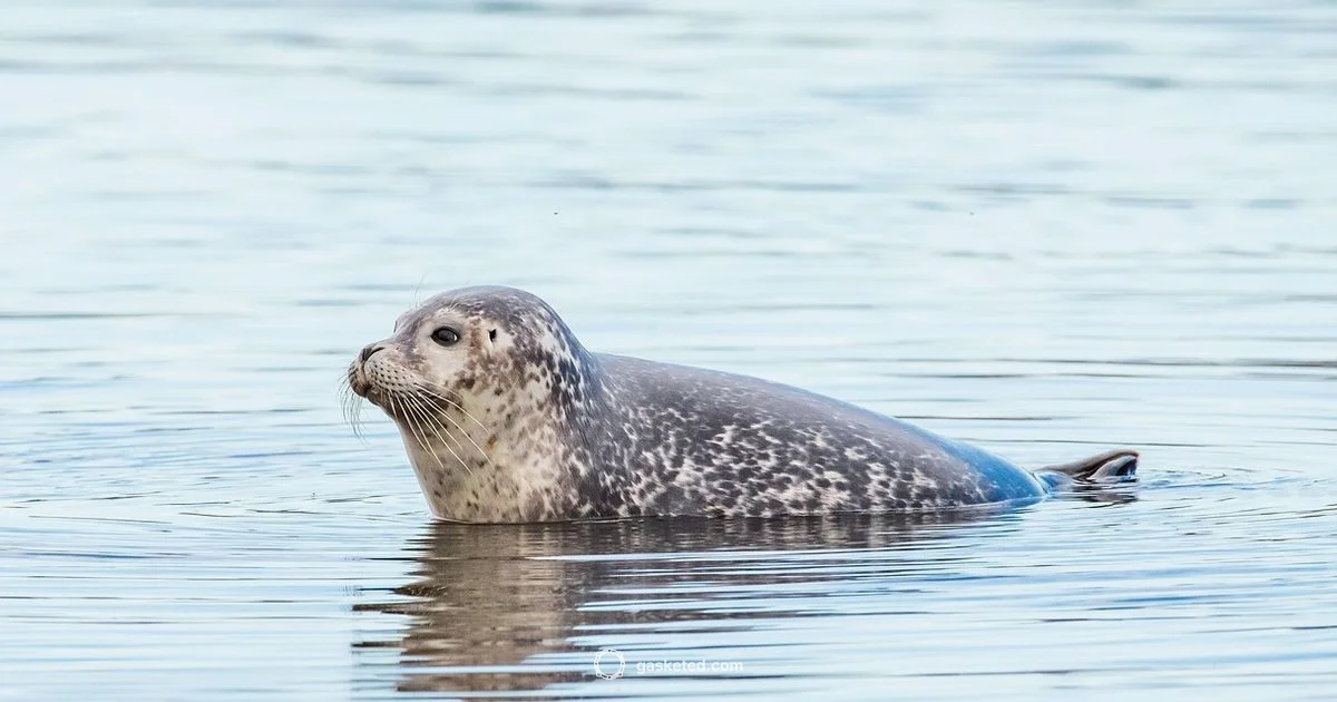 Gasket Basics Gasket Basics - Gasketed