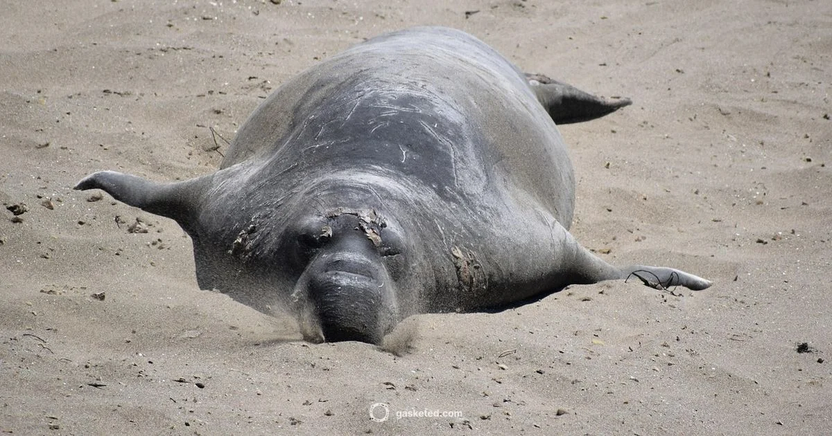 Elephant Seal Guide - Gasketed
