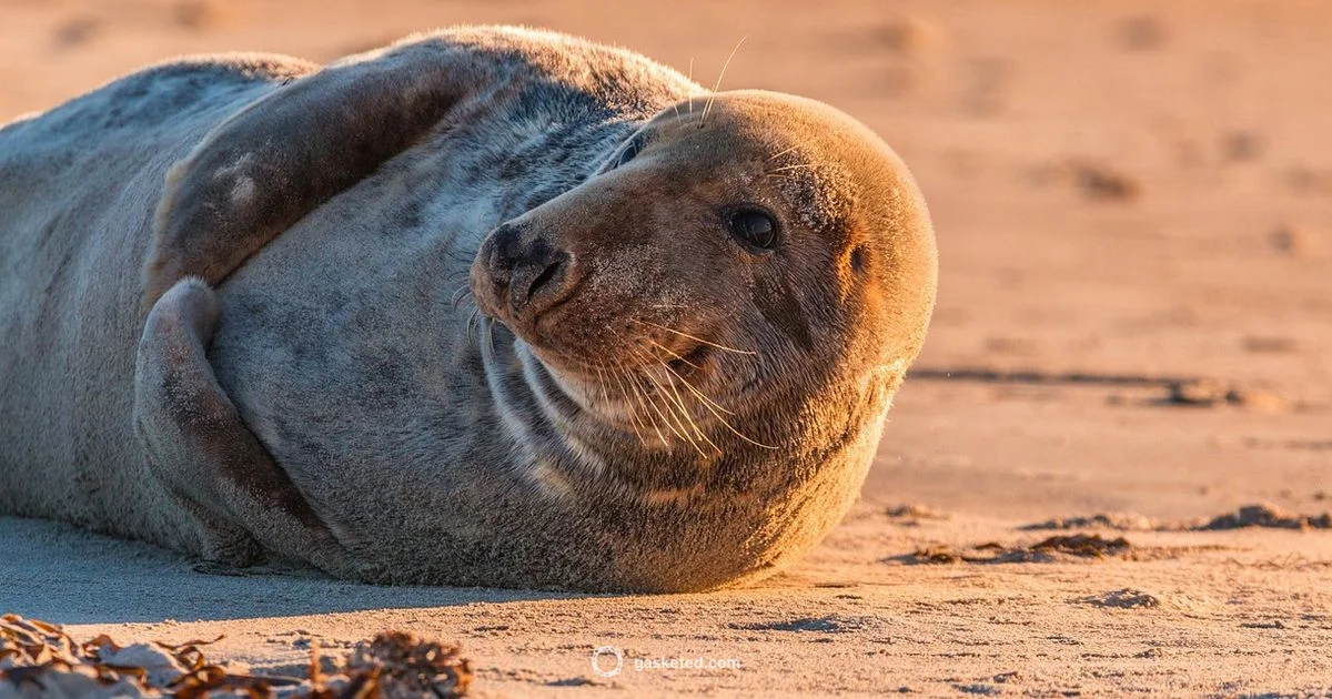 Seal Care Realities Seal Care Realities - Gasketed